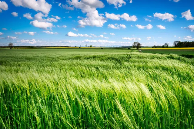 Aspetti controversi del contratto di compartecipazione agraria