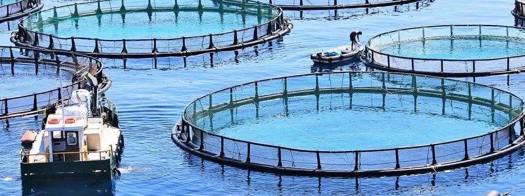 L'acquacoltura, impresa agricola o impresa ittica?